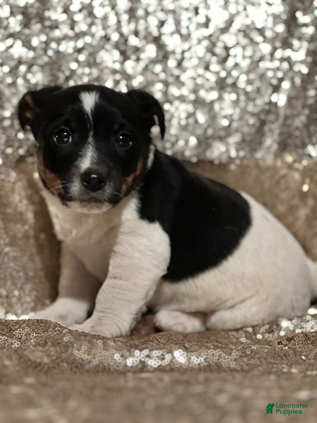 Jack Russell Terrier dogs for sale: Apollo - Ad 1