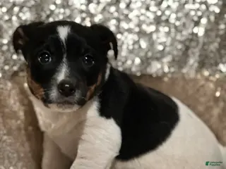 Jack Russell Terrier dogs Apollo - Ad 40