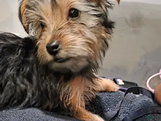 Shorkie dogs Shorkie Puppy 1 Bear - Ad 24