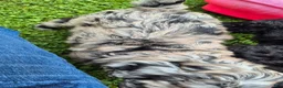 Mini Sheepadoodle dogs for sale: Artemis  - Ad 3
