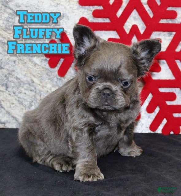 French Bulldog dogs Teddy - Ad 21