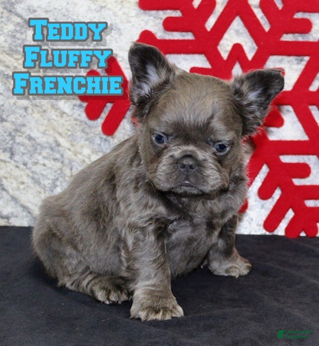 French Bulldog dogs for sale: Teddy - Ad 1