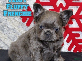 French Bulldog dogs Teddy - Ad 21