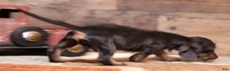 Miniature Dachshund dogs for sale: Byron black/tan wirehair male - Ad 5