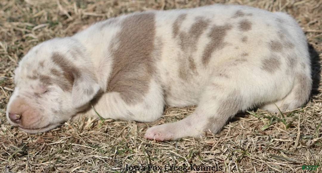 Great Dane dogs for sale: Hercules - Ad 3