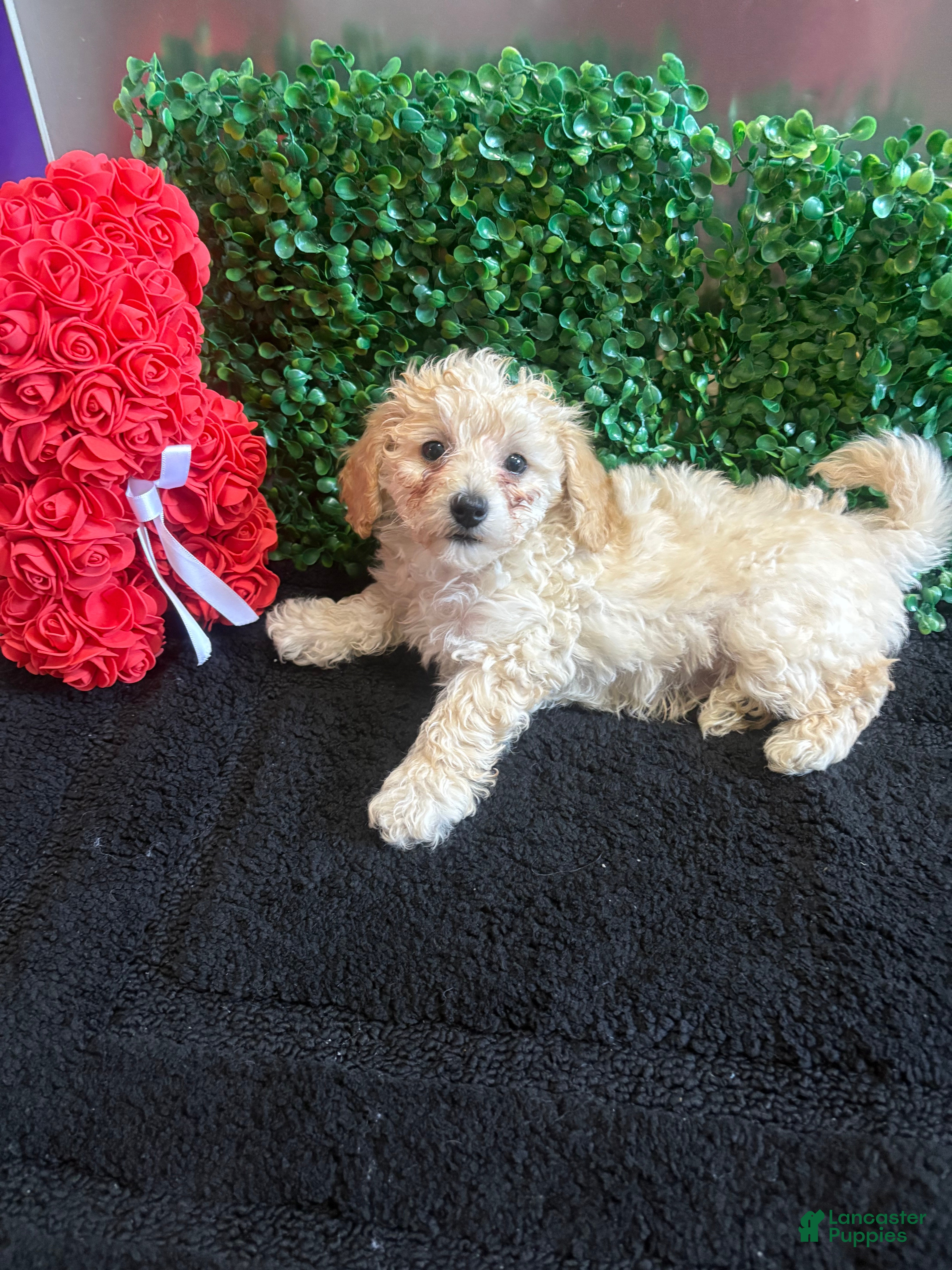 Toy Poodle dogs for sale: Toy Poodle Puppy 2 - Ad 2