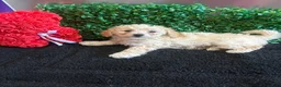Toy Poodle dogs for sale: Toy Poodle Puppy 2 - Ad 1