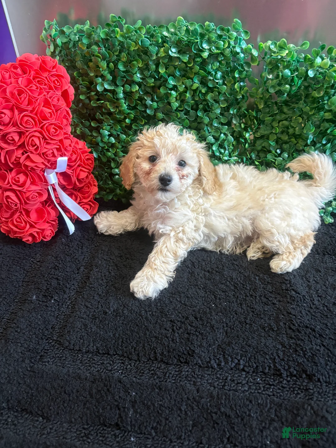Toy Poodle dogs for sale: Toy Poodle Puppy 2 - Ad 1