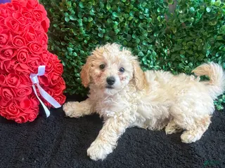 Toy Poodle dogs for sale: Toy Poodle Puppy 2 - Ad 2