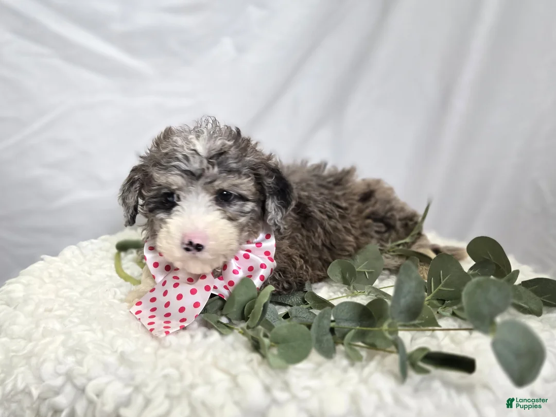 Mini Sheepadoodle dogs for sale: Lacey - Ad 6
