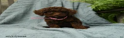 Toy Poodle dogs for sale: Lilly - Ad 5