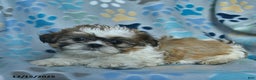 Shih Tzu dogs for sale: Rudolph  - Ad 4