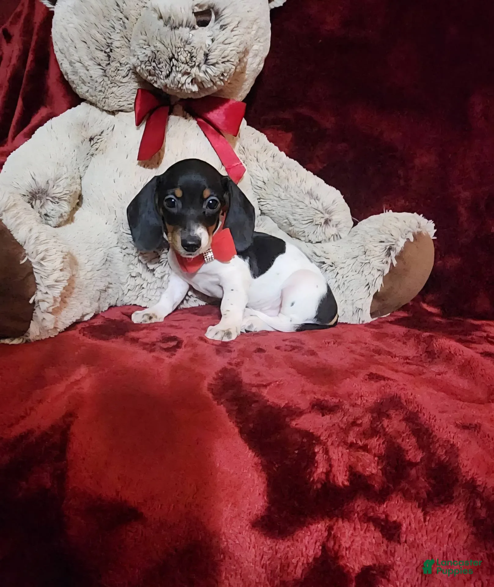 Miniature Dachshund dogs CHEYENNE - Ad 6