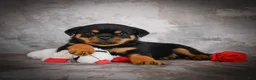 Rottweiler dogs for sale: Lexi - Ad 5