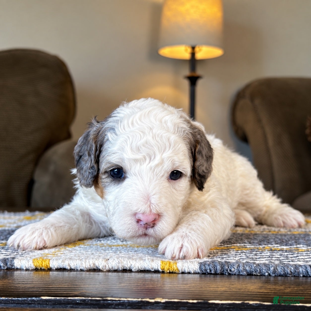 Mixed Breed dogs Parti Phantom Merle Micro Bernedoodle - Ad 1