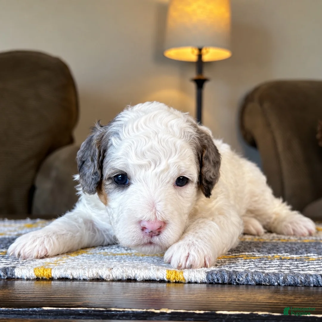 Mixed Breed dogs for sale: Parti Phantom Merle Micro Bernedoodle - Ad 1