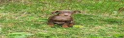 Miniature Pinscher dogs for sale: Rocko - Ad 3