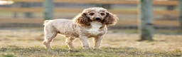 Mini Goldendoodle dogs for sale: Trevor - Ad 5