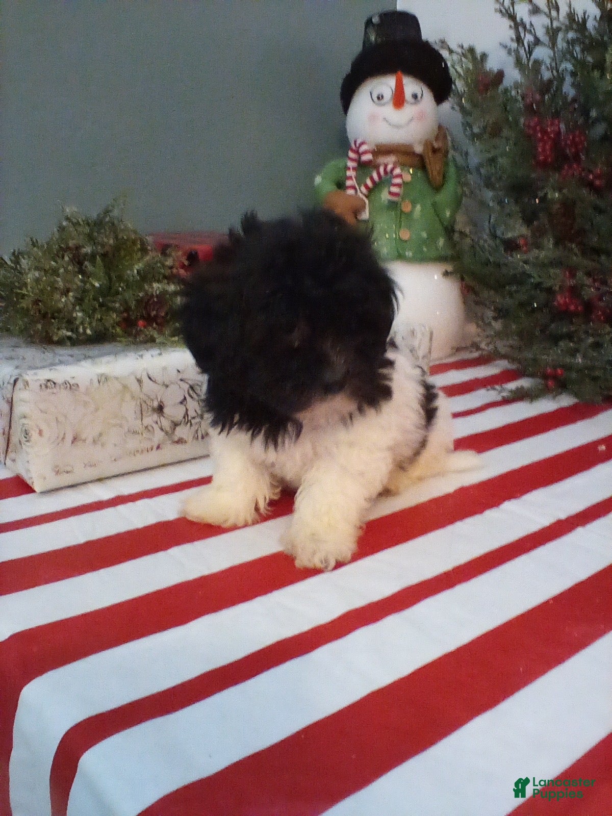 Shihpoo dogs Duke - Ad 29