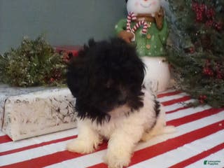 Shihpoo dogs Duke - Ad 40