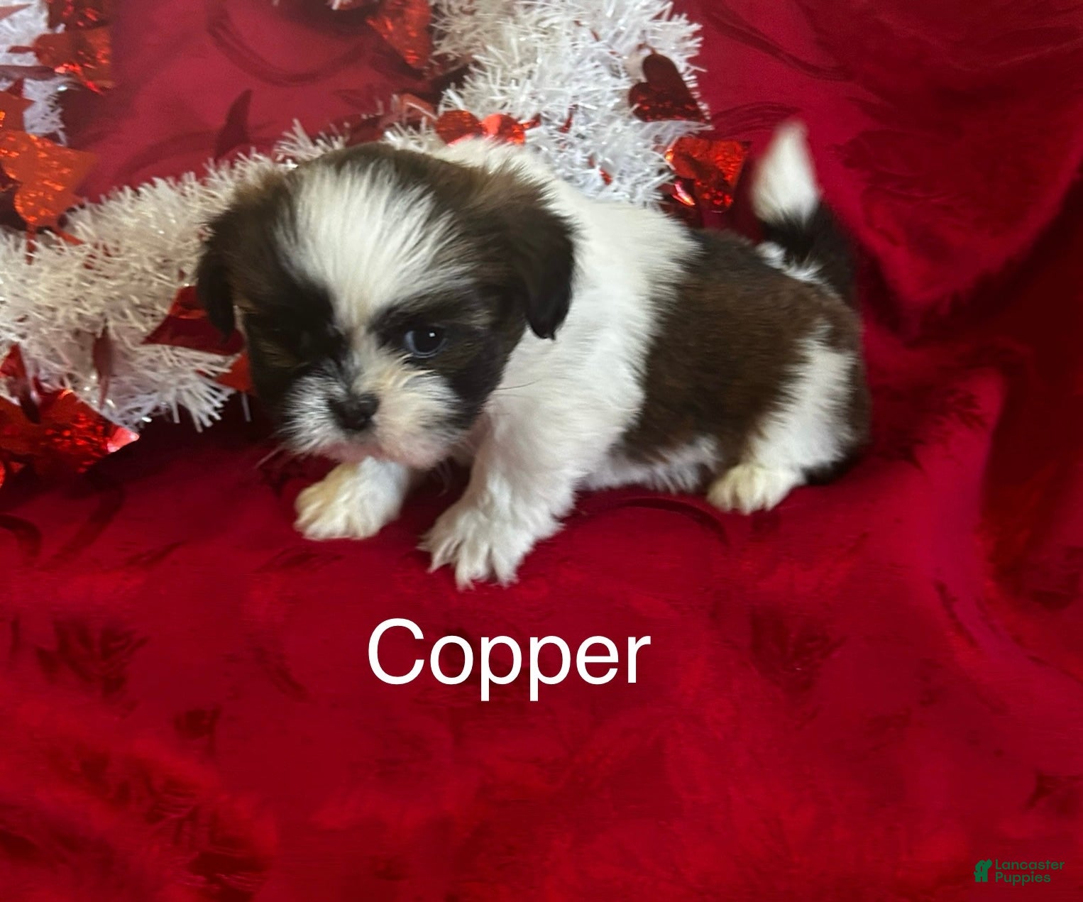 Lhasa Apso dogs Lhasa Apso Puppy 2 - Ad 7