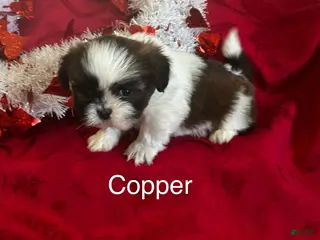Lhasa Apso dogs Lhasa Apso Puppy 2 - Ad 7