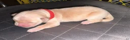 Golden Retriever dogs for sale: Toast - Ad 4