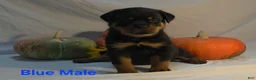 Rottweiler dogs for sale: Grey - Ad 21