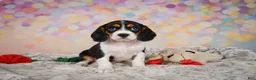 Beaglier dogs for sale: Bailey - Ad 6