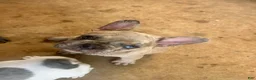 French Bulldog dogs for sale: Reggie - Ad 18