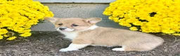 Welsh Corgi Pembroke dogs for sale: Sally - Ad 4