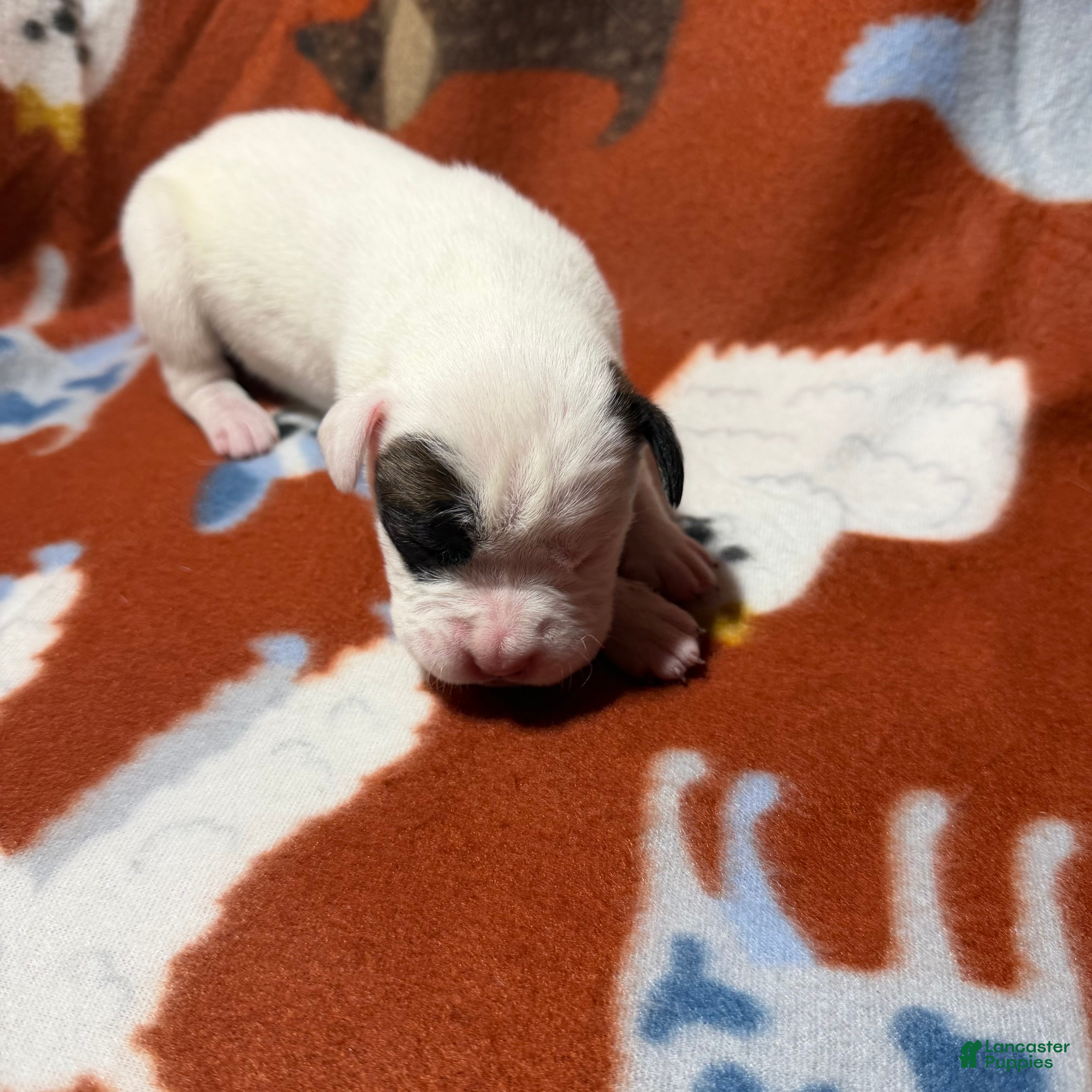 Boxer dogs Cindy Lou  - Ad 9