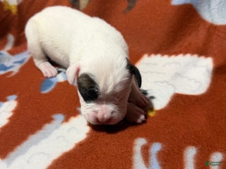 Boxer dogs Cindy Lou - Ad 3