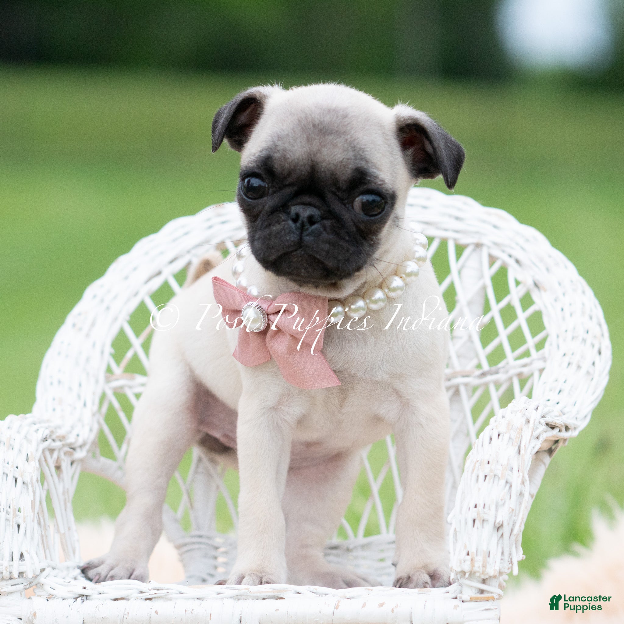 Pug dogs for sale: Love Bug - Ad 5