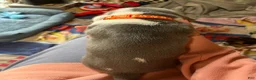 Basset Hound dogs for sale: Blue and white 1-orange collar - Ad 4