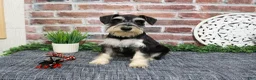 Miniature Schnauzer dogs for sale: Azriel  - Ad 5