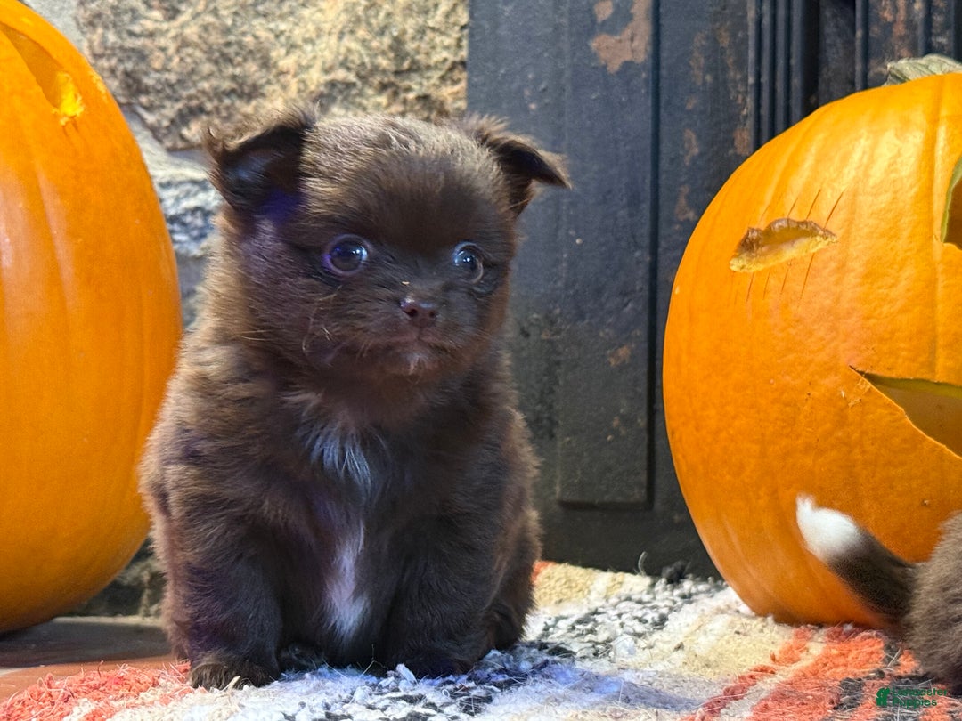 Chihuahua dogs for sale: Chocolate Girl - Ad 4