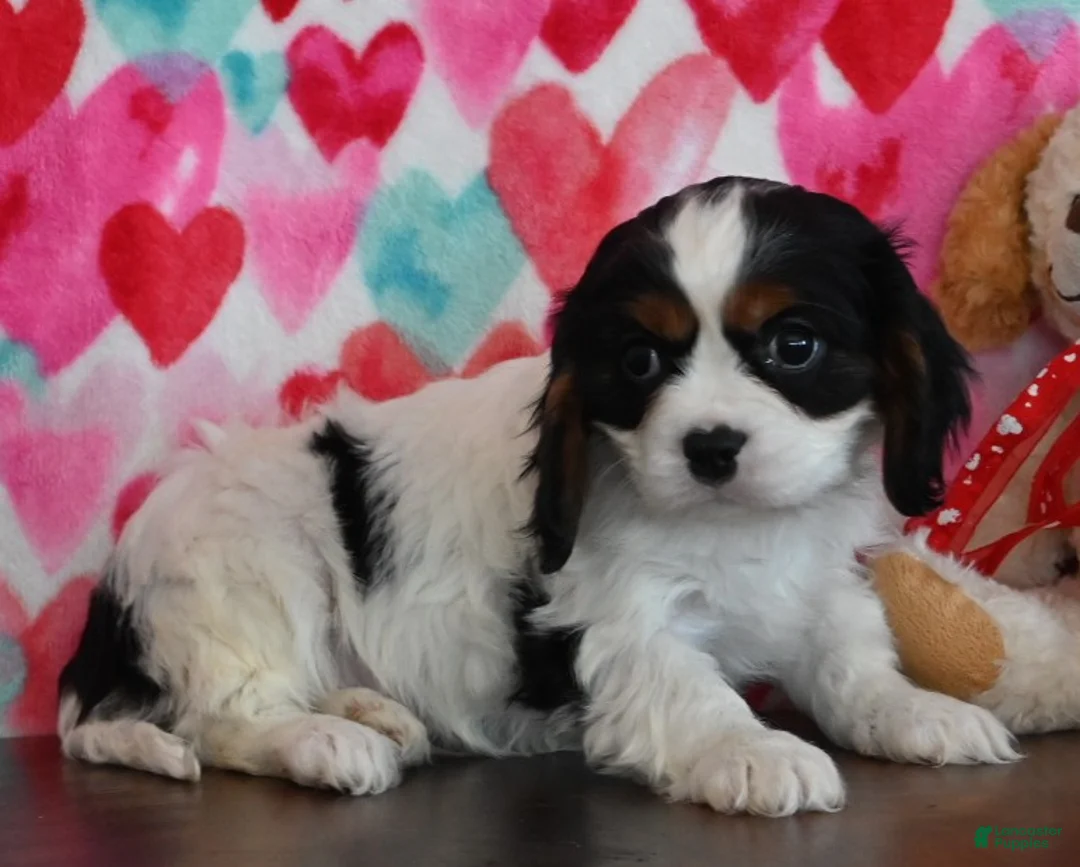 Cavalier King Charles Spaniel dogs for sale: Cameron - Ad 1
