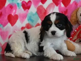 Cavalier King Charles Spaniel dogs Cameron - Ad 26