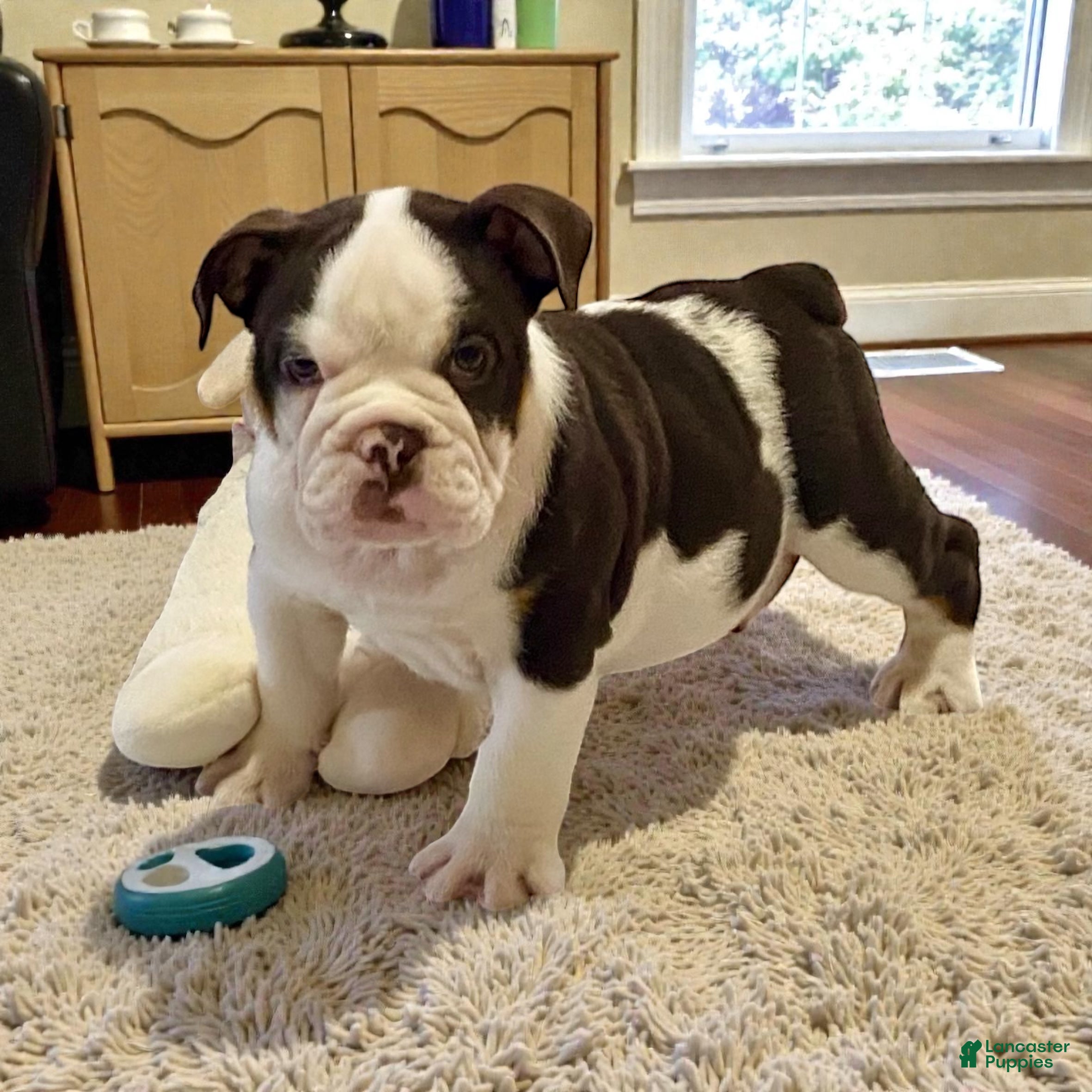 English Bulldog dogs Ash - Ad 10