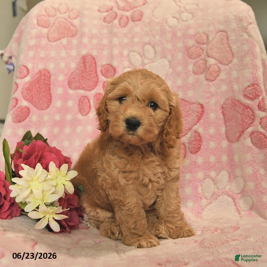 Cockapoo dogs Josette  - Ad 2