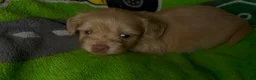 Mixed Breed dogs for sale: Jenny Shweenie - Ad 1
