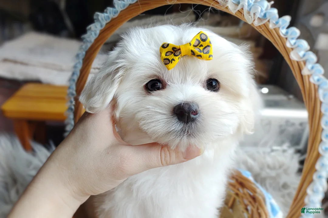 Maltese dogs for sale: Korean Frost - Ad 1