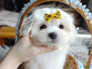 Maltese dogs Korean Frost - Ad 9