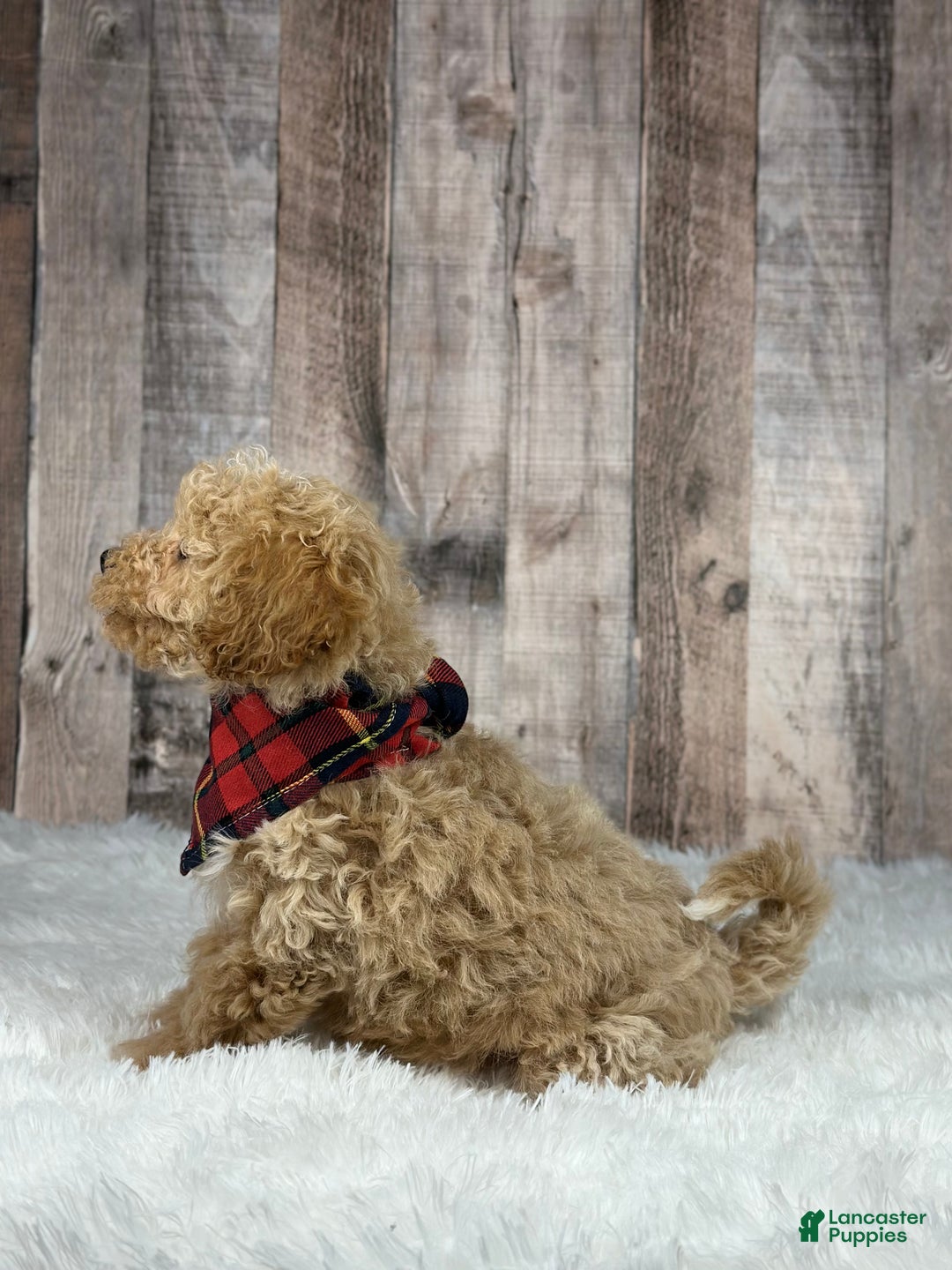 Bichpoo dogs for sale: Girl Jenna - 8338 - Ad 2