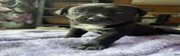 Mixed Breed dogs for sale: Blackberry - Ad 6