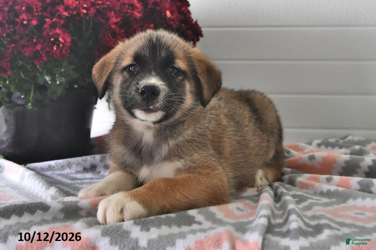 Mixed Breed dogs Stormy - Ad 2