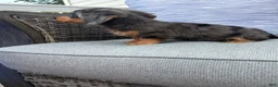 Miniature Dachshund dogs for sale: Leo - Ad 5