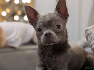 Chihuahua dogs - Ad 21