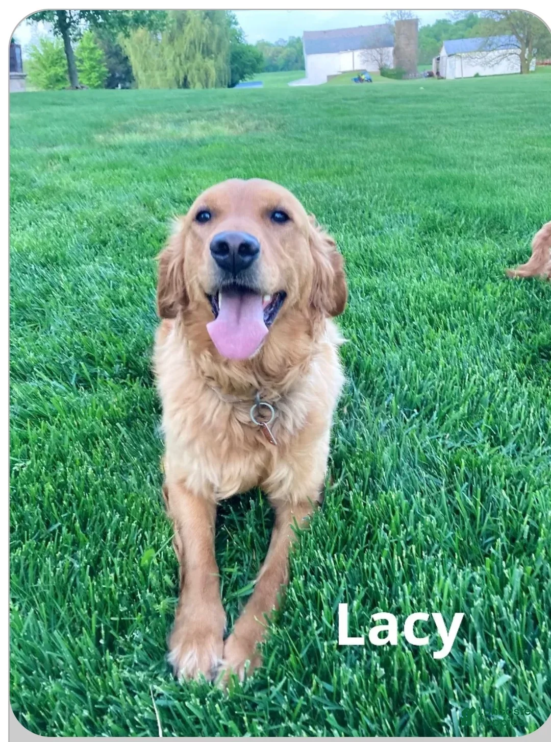 Golden Retriever dogs for sale: Lacy - Ad 8
